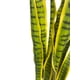 thumbnail image 2 of Sansevieria Verde - Amarilla 90cm Artificial, 2 of 3
