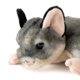 thumbnail image 2 of Peluche de colugo de 23 cm – The Petting Zoo, 2 of 7