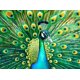 thumbnail image 1 of Rompecabezas Cross & Glory Emerald Peacock 1000 piezas, 1 of 8