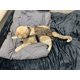 thumbnail image 2 of Pañal para gato Crazy K Farm Leopardo ajustable, 2 of 4