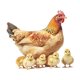 thumbnail image 2 of Pegatina De Pared De Pollo, Gallo, Impermeable, Para La Cocina De Un Apartamento Escolar., 2 of 5