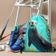 thumbnail image 3 of Nutria Mochila de Cuerdas para Deportes y Gimnasio, Bolsa de Cuerdas Resistente al Agua, Bolsa Cinch, 30×40cm, 3 of 6