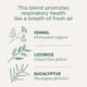 thumbnail image 2 of Tea Traditional Medicinals Breathe Easy Organic, 16 bolsitas de té, 2 of 7