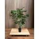 thumbnail image 3 of Árbol Ficus Lyrata 90cm Artificial, 3 of 3
