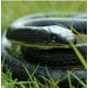 thumbnail image 4 of Juguete de Serpiente de Goma Yoogeer 120 cm Realista Negra y Amarilla, 4 of 8