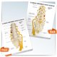 thumbnail image 5 of Modelo anatómico de columna vertebral GPI Anatomicals de 5 piezas con sacro, 5 of 5