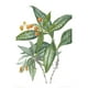 thumbnail image 2 of Plantas y árboles de los bosques de Chile, 2 of 5
