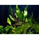 thumbnail image 3 of Camarones Amano premium de grado superior para acuario, 10 unidades, 3 of 4