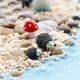 thumbnail image 3 of Mini erizos y hongos de resina, figuras en miniatura, accesorios para jardines de hadas, suministros para jardines de hadas, animales para jardines de hadas, micropaisajes, macetas, decoración artesan, 3 of 6