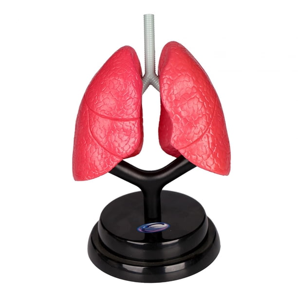 Modelo de sistema respiratorio, rompecabezas de pulmón humano, modelo de órgano realista extraíble, partes del cuerpo, órganos para niños, preescolar