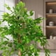 thumbnail image 3 of Pack 2x1 Planta Artificial Ficus Benjamina 120 cm c/ 630 hjs, 3 of 11