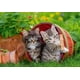 thumbnail image 2 of RAVENSBURGER PUZZLE AVENTURAS DE GATOS - 2X12., 2 of 3