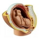 thumbnail image 3 of Figura De Silicona De Un Feto Humano, De Nueve Meses Aprox., 3 of 7