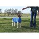 thumbnail image 2 of Tubo de Spandex Azul para Cabra – Weaver Livestock, 2 of 5
