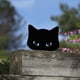 thumbnail image 2 of Adornos de gato negro de metal para jardín, decoración artística de granja, decoración para exteriores, regalo ideal para amantes de los gatos, juego de 2 siluetas de animales., 2 of 6