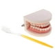 thumbnail image 3 of Modelo de Dientes Humanos, Tamaño Real 1:1, 3 of 3