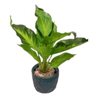 Genérico - Planta Decorativa Artificial Follaje Espléndido Elegante Jhn