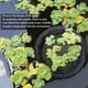 thumbnail image 3 of Plantador de isla flotante para estanques,Protector de plantas de isla flotante de barrera de peces,Anillo de planta flotante redondo negro,Decoraciones de estanques con características de a, 3 of 3