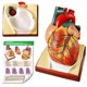 thumbnail image 2 of Modelo Anatómico de Corazón Tamaño Natural 1:1 con 34 Estructuras, 2 of 7