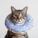 thumbnail image 1 of Collar Isabelino Suave Ajustables Talla S Mod 4, 1 of 4