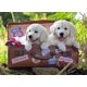 thumbnail image 2 of Puzzle XXL Cachorritos viajeros - 100 piezas, 2 of 2