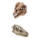 thumbnail image 5 of 2pcs Resina Dinosaurio Cráneo Modelo Dinosaurio Resina Cráneo Modelo Coleccionables, 5 of 5