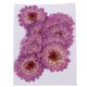 thumbnail image 2 of 10 Piezas De Flores Prensadas Secas Para Manualidades De álbum De Recortes Para Bricolaje Margarita Morada, 2 of 3