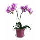 thumbnail image 2 of Maceta rePotme para orquídeas ranurada de 5" color Cuarzo Rosa, 2 of 4