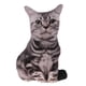 thumbnail image 1 of Soft Hugging Cushion Bed Sofa Headrest Kids Stuffed Cat Toy Blanco Y Negro, 1 of 5