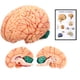 thumbnail image 1 of Modelo de Cerebro Avarstic de 8 Partes Magnéticas Desmontables en PVC de 16 cm, 1 of 7