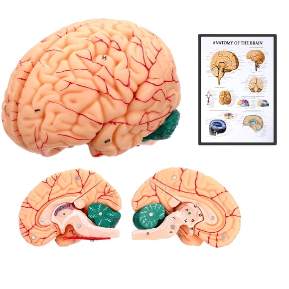 Modelo de Cerebro Avarstic de 8 Partes Magnéticas Desmontables en PVC de 16 cm