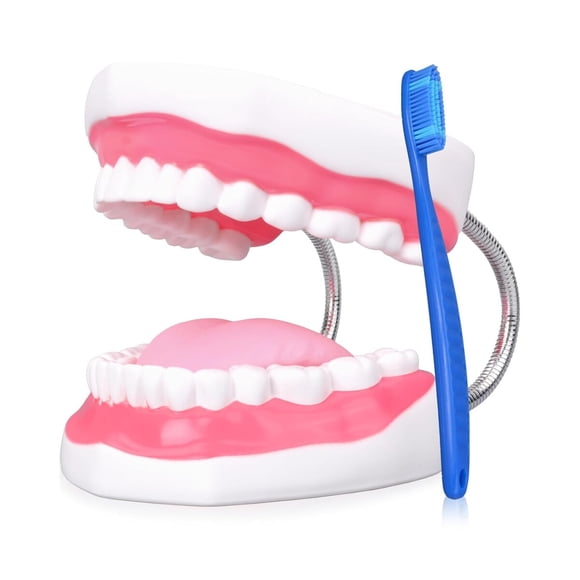 Modelo Dental de Boca Ultrassist Magnum 6x 32 Dientes