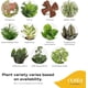 thumbnail image 3 of Mini plantas de interior Live Costa Farms, fáciles de mantener, 10 a 15 cm, 6 unidades, 3 of 9
