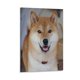 thumbnail image 1 of Cuadro Decorativo Shiba Inu Enmarcado 40x60 cm, 1 of 6