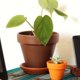 thumbnail image 2 of Macetero Kony Morena 19 cm, 2 of 2