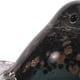 thumbnail image 2 of Figura Decorativa Pajaro Rennes, 2 of 5