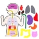 thumbnail image 2 of New Felt Learning Board, Human Body Organ Cognitive Early Education Board Busy Board Children's Early Education Puzzle Toys, 2 of 2