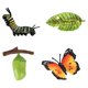 thumbnail image 3 of Ni?os Educativos Ciclo De Insectos Crecimiento De Mariposas Juguetes Preescolares Juego De Roles B, 3 of 5