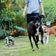 thumbnail image 3 of Juguete Para Perro Pelota Cuerda 10cm, 3 of 3