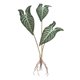 thumbnail image 2 of Hojas De Plantas Artificiales, Hojas Tropicales Verdes Para Cocina, Boda, Hojas De Taro, 64,5 Cm, 2 of 3