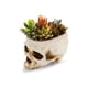 thumbnail image 1 of Macetero Calavera para Suculentas 16 x 10 x 11 cm Halloween - Frank & Mortis, 1 of 3