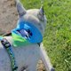 thumbnail image 2 of Bandana Para Perro Diseño Ovejas, 2 of 3