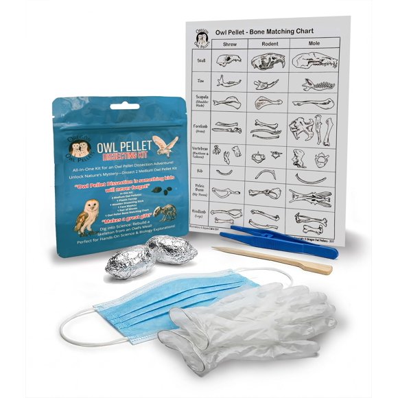 Kit de disección de cápsulas de búho Oregon 4‑5 cm