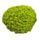 thumbnail image 5 of 25g Simulación Bolas De Musgo Piedra Bricolaje Jardín Planta Florero Decoración Verde, 5 of 5