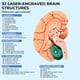 thumbnail image 4 of Modelo de Cerebro Avarstic de 8 Partes Magnéticas Desmontables en PVC de 16 cm, 4 of 7