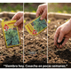 thumbnail image 2 of Semillas Espinaca Viroflay para Huerto | Las Encinas, 2 of 2