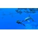 thumbnail image 3 of Videojuego Nintendo Switch Endless Ocean Luminous, 3 of 7