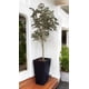 thumbnail image 3 of Árbol Ficus Hoja Chica 168cm Artificial, 3 of 3