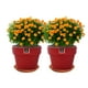 thumbnail image 3 of Set de 2 Maceta Greta 16cm Morron y sus platos, 3 of 3