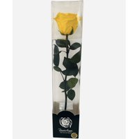 Allpa-Roseamor - Rosa Preservada Natural 30Cm En Acetato Amarillo
